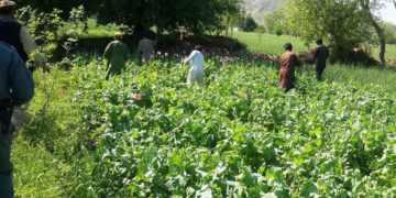 بغلان کې نږدې ۴۰۰ جریبه کوکنار له منځه وړل شوي