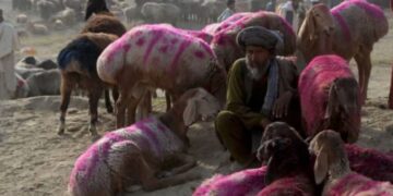 د روغتیا نړیوال سازمان؛ د لوی اختر پر مهال د کانګو تبې د مخنیوي لپاره سپارښتنې کړې
