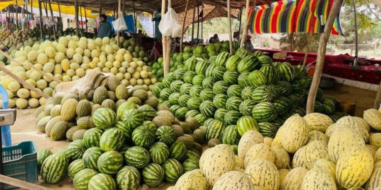 بغلان کې د خټکیو او هندواڼو په حاصلاتو کې ۱۵ سلنه زیاتوالی راغلی