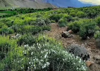 بغلان؛ د بدیلو کښتونو د ودې لپاره پر ۱۲۰ جریبه ځمکه بڼونه جوړېږي