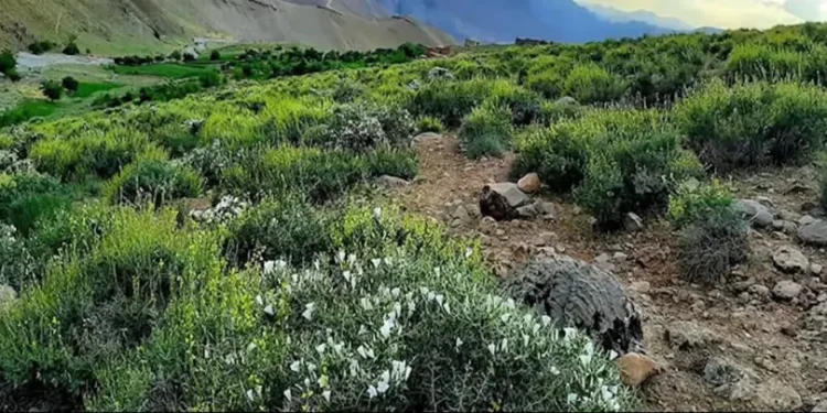 بغلان؛ د بدیلو کښتونو د ودې لپاره پر ۱۲۰ جریبه ځمکه بڼونه جوړېږي