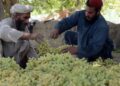 کندهار کې د انګورو بڼوال: د صادراتو بندیدو زموږ عایدات کم کړي دي