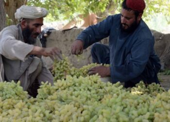 کندهار کې د انګورو بڼوال: د صادراتو بندیدو زموږ عایدات کم کړي دي