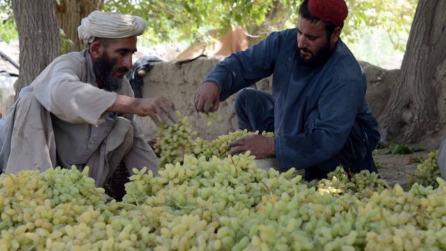کندهار کې د انګورو بڼوال: د صادراتو بندیدو زموږ عایدات کم کړي دي