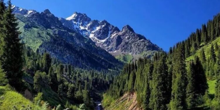 نورستان کې د طبیعي ځنګلونو د ساتنې لپاره قومي شوراګانې جوړې شوې