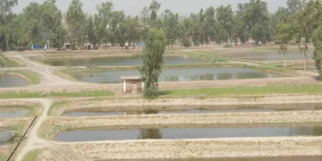 بامیانو کې د کبانو روزنې فارمونو شمېر پنځه برابره زیات شوی