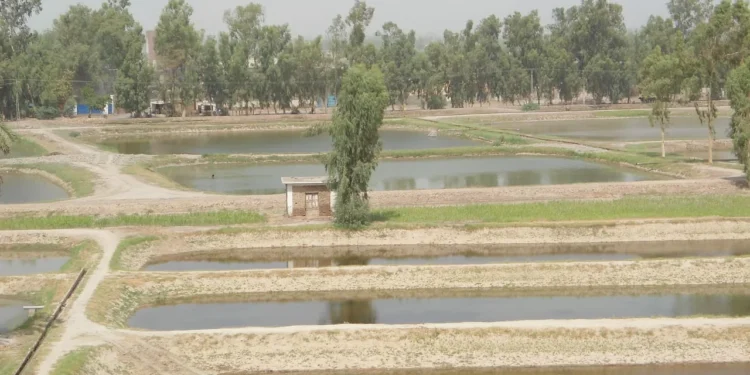 بامیانو کې د کبانو روزنې فارمونو شمېر پنځه برابره زیات شوی