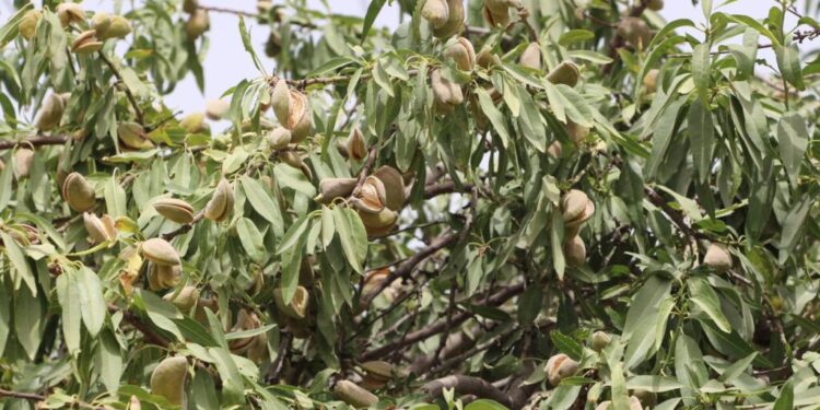 پنجشېر؛ سږ کال د بادامو حاصلات ۸ سلنه زیات شوي