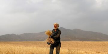 ایف اې او: د اوبو کمښت او د سرو لوړې بیې د افغان بزګرانو لویې ننګونې دي
